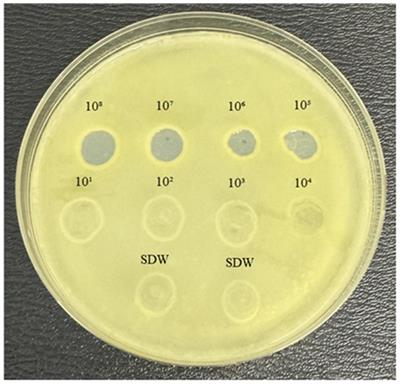 Synergistic antibacterial activity of Lactococcus lactis and Xylella phage MATE 2 for an effective biocontrol strategy against black rot disease in broccoli